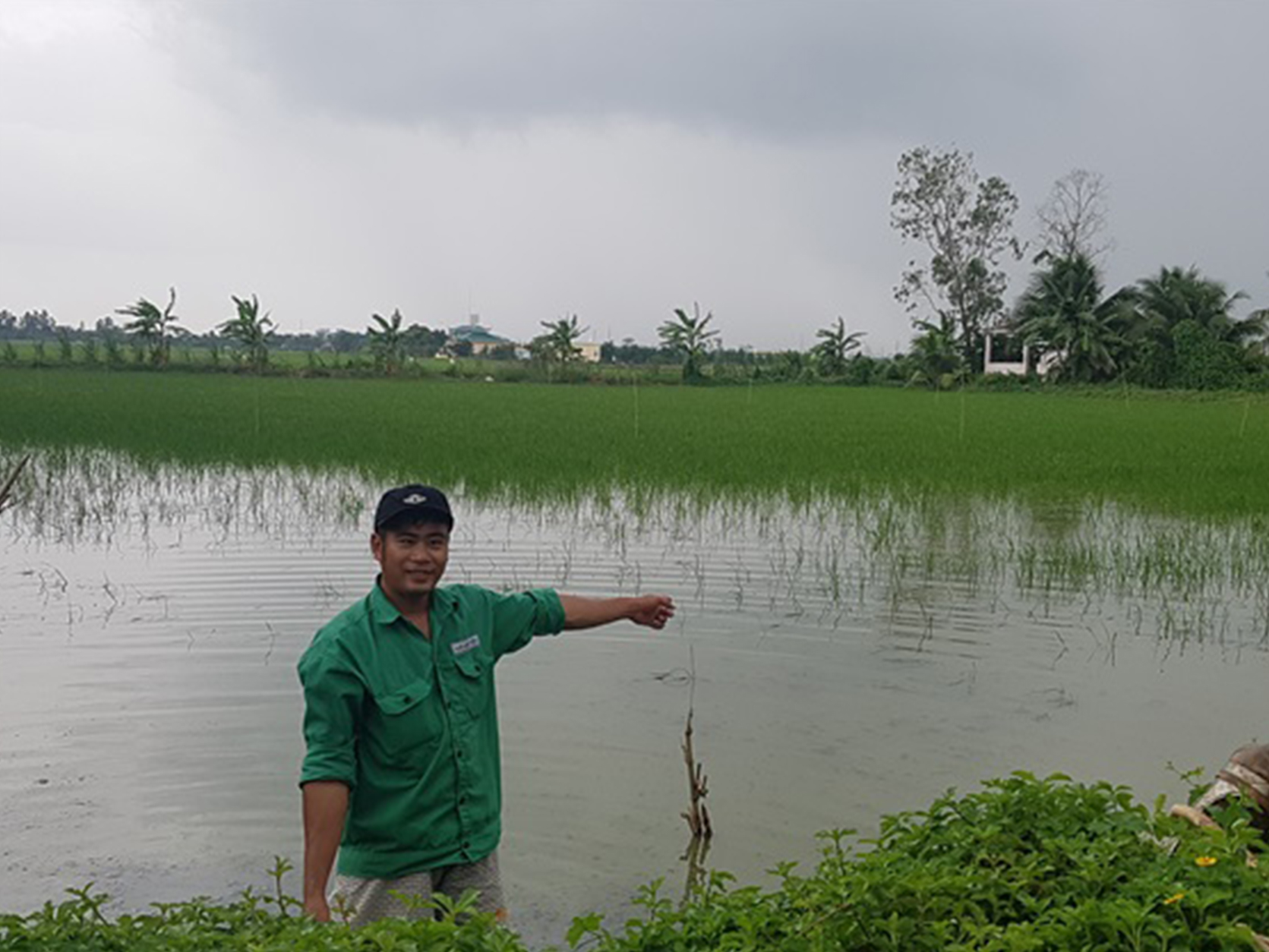 Xôn xao vụ thu mua lúa non giá cao bất thường để làm... thuốc nam